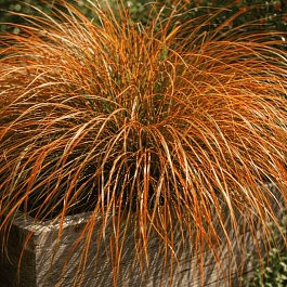 Осока кирпичная Prairie Fire