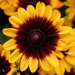 Рудбекия Pawnee Spirit