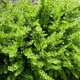 Барбарис Тунберга Green Carpet