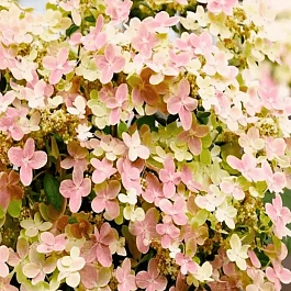 Гортензия метельчатая Polestar