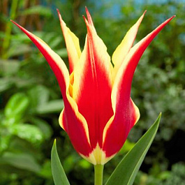 Тюльпан лилиецветный Алладдинз Рекорд Тюльпан лилиецветный Алладдинз Рекорд