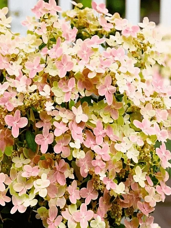 Гортензия метельчатая Polestar