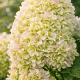 Гортензия метельчатая Magical Lime Sparkle