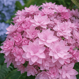 Гортензия крупнолистная Romance