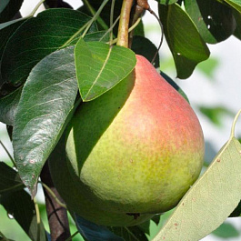 Груша плодовая Татьяна