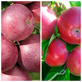 Дерево-сад (2-3х летка) яблоня 2 сорта Спартан-Лобо