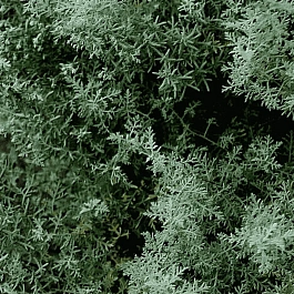 Полынь понтийская