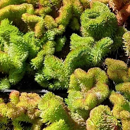 Очиток кристатный Coral Green