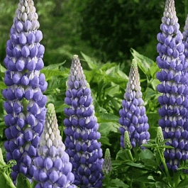 Люпин многолистный Legendary Blue Shades