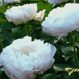 Пион Молочноцветковый Moonstone