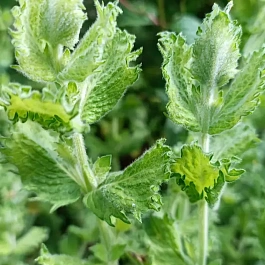 Мята Черная смородина