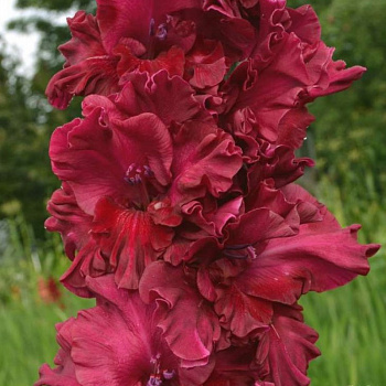 Гладиолус крупноцветковый Исполин