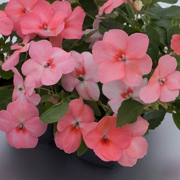 Бальзамин Баланс Корал