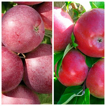 Дерево-сад (2-3х летка) яблоня 2 сорта Спартан-Лобо