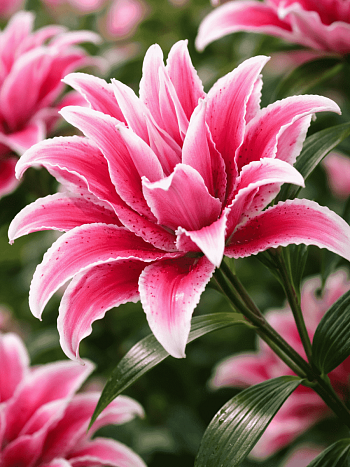 Лилия Roselily Lorena