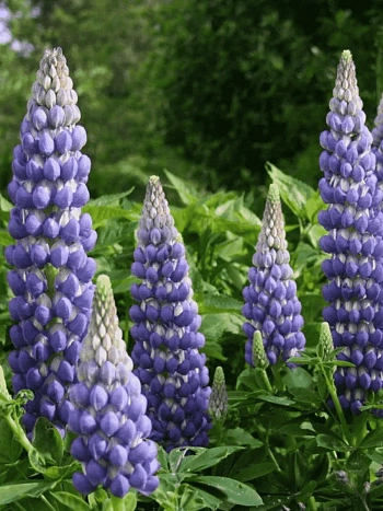 Люпин многолистный Legendary Blue Shades