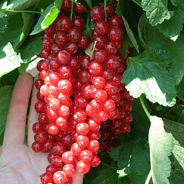 Смородина  Jonkheer Van Tets