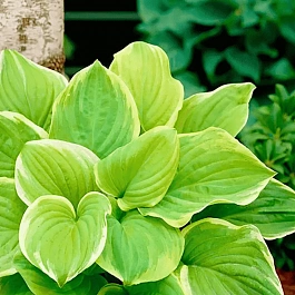 Хоста Fragrant Bouquet