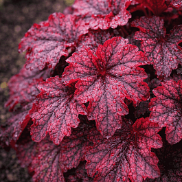 Гейхера Mignight  Bayou