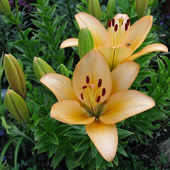 Лилия ЛА-гибрид Фэшн Шоу