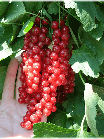 Смородина  Jonkheer Van Tets