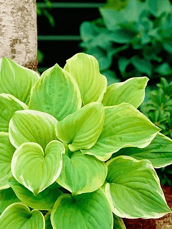 Хоста Fragrant Bouquet