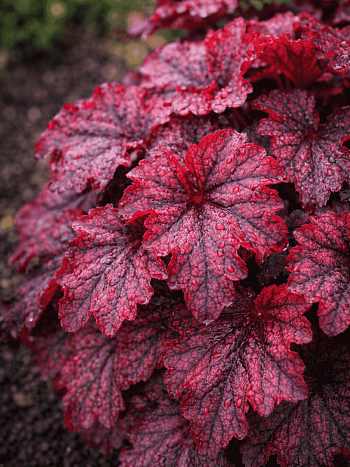 Гейхера Mignight  Bayou