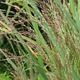 Просо прутьевидное Warrior