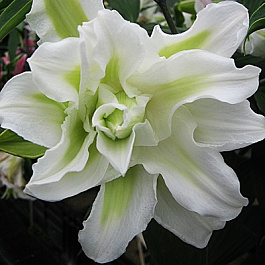 Лилия восточная махровая Дабл Людвиг