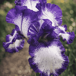 Ирис германский Going my Way