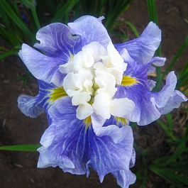 Ирис японский Шугар Доум НАБОР 2ШТ (1+1)