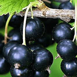 Смородина черная Литвиновская