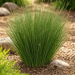 Ситник Blue Dart