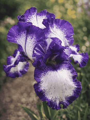 Ирис германский Going my Way