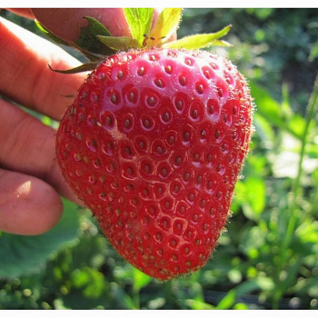 Земляника садовая Крымская ранняя