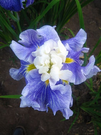 Ирис японский Шугар Доум НАБОР 2ШТ (1+1) Ирис японский Шугар Доум НАБОР 2ШТ (1+1)