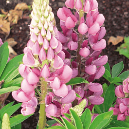 Люпин многолистный Legendary Rose Shades