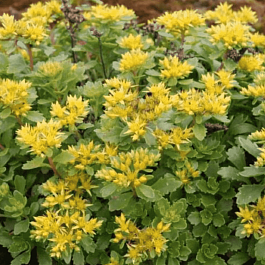 Очиток камчатский