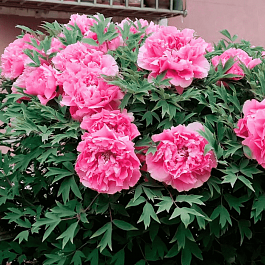 Пион Древовидный Wealth and rank