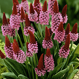 Примула Виаля