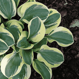 Хоста Lucky Mouse