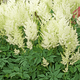 Астильба Арендса Donna