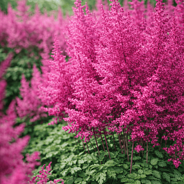 Астильба китайская Blackcurrant Cake