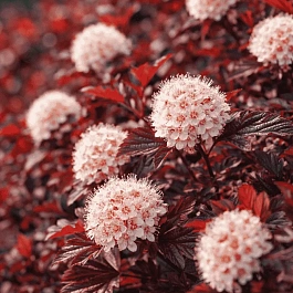 Пузыреплодник калинолистный Lady in Red