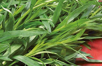 Эстрагон  Монарх (А)