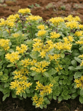 Очиток камчатский