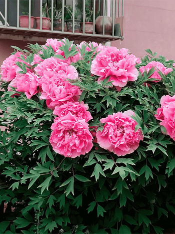 Пион Древовидный Wealth and rank