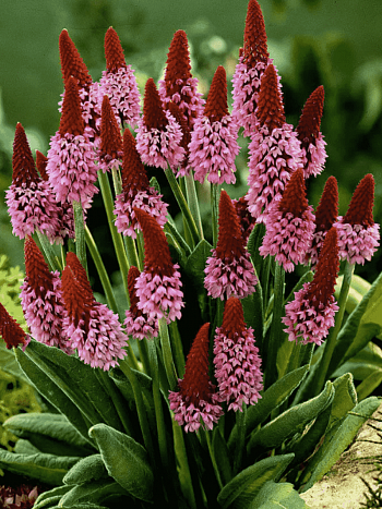 Примула Виаля