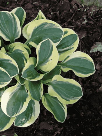 Хоста Lucky Mouse