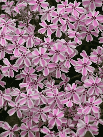 Флокс шиловидный Candy Stripes